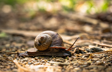 Large snails are crawling on the ground in the rainforest in the rainy season.a sail is mollusk with a single spiral shell into which the whole body can be withdrawn.