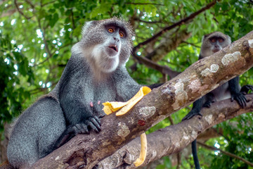 Obraz premium Sykes monkey (Cercopithecus albogularis),close-up in forest. Zanzibar.