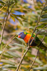 Parrot Resting on A Tree Branch