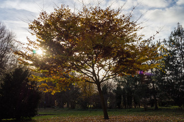 Scenic yellow tree hiding the sun