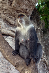 Sykes monkey (Cercopithecus albogularis),close-up in forest. Zanzibar.