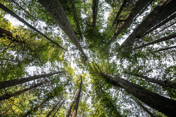 Big green tree forest look up view at Redwoods national park spring 