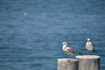 seagull on the pier