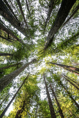 Big green tree forest look up view at Redwoods national park spring 