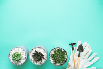 planting succulents in pot with mitten and hoe on colorful background with copy space