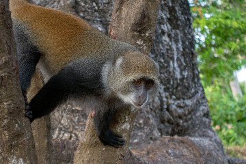 Sykes monkey (Cercopithecus albogularis),close-up in forest. Zanzibar.