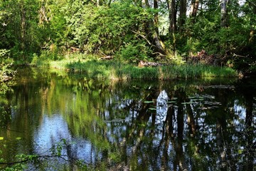 Teich im Nationalpark Lobau - Donauauen