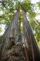Big green tree forest look up view twin at Redwoods national park spring 
