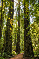 Fototapeta na wymiar Big green tree forest trail at Redwoods national park spring 