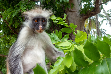 Naklejka na ściany i meble Red Colobus monkey in a natural environment, Portrait,Zanzibar.
