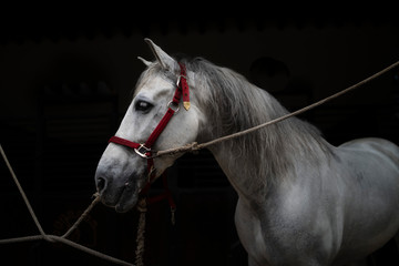 portrait of white horse in stable