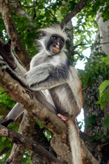 Fototapeta na wymiar Red Colobus monkey in a natural environment, Portrait,Zanzibar.