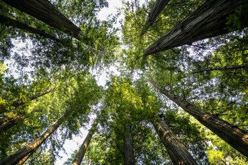 Big green tree forest look up view at Redwoods national park spring 
