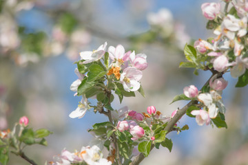 Blossoms of an ornamental apple tree with a soft bokeh background and shallow depth of field
