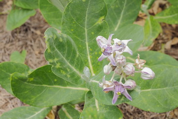 Close-up purple flowers of Crown flower (Calotropis Gigantea) blossom on tree with green nature blurred background, other names Giant Indian Milkweed, Giant Milkweed, Tembega.