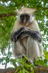 Red Colobus monkey in a natural environment, Portrait,Zanzibar.