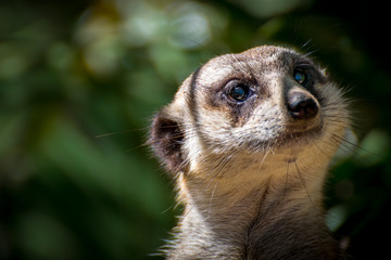 Head of a meerkat (Suricata suricatta)