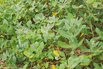 Fototapeta premium view of Crown flower (Calotropis Gigantea) with green nature blurred background, other names Giant Indian Milkweed, Giant Milkweed, Tembega.