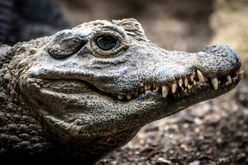 Obraz premium Dwarf crocodile (Osteolaemus tetraspis)