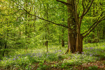 Bluebells in woodland on a sunny Spring morning in Wiltshire, Uk
