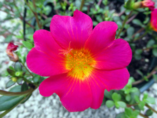 Anemia flower Japanese pink in garden at winter or spring day for postcard beauty and agriculture idea concept design. Selective focus.