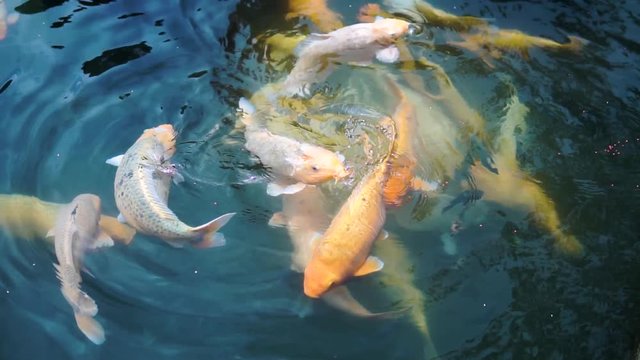 beautiful coloured fish in pond. Taman Tirtagangga temple in Bali, Indonesia