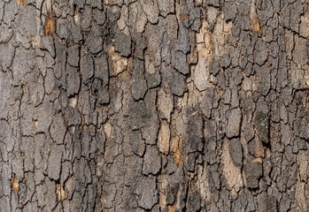 abstract natural background: close up of bark on tree