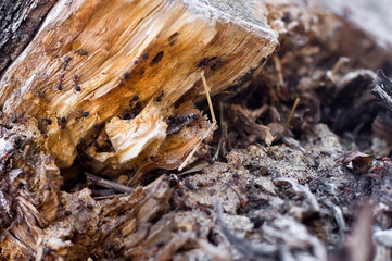  ants on a stump. red ants on wooden background. anthill