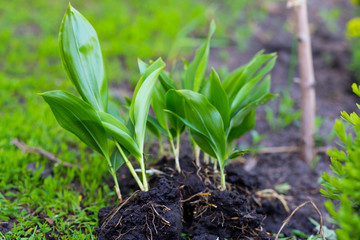 Plant lilies of the valley. Green lilies of the valley with roots. Planting plants in the garden. Plant in the sun. plant bokeh