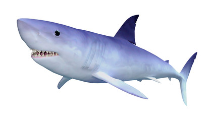 3D Rendering Shark on White