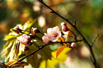 Spring flowers. Beautiful cherry flowers. Beautifully blossoming tree branch. Cherry - Sakura with a natural colored background.