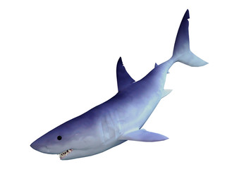 3D Rendering Shark on White
