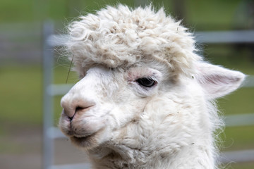 Fototapeta premium flock of alpacas