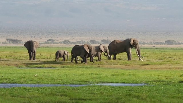 A large super tusker bull elephant, Tusker Tim, has joined a herd. Adult males will join a group of females during mating season. Super tuskers are very rare due to the gene being bred out by poaching