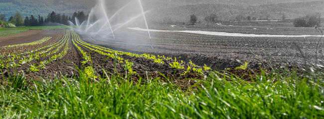 Bewässerung in der Landwirtschaft - Trockenheit