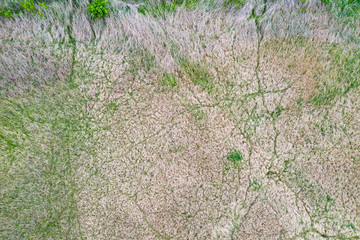 Reeds wetland drone view.