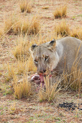 Lioness eating kill with blood