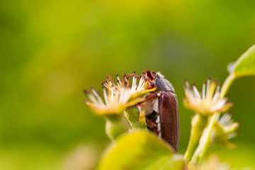 A thick bug on a flower in the early morning