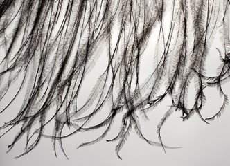 Obraz premium Fragment of an ostrich feather. black feather. black and white background. black ostrich feather
