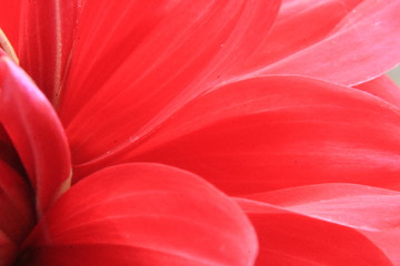 red flower petals macro