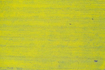Naklejka premium Yellow rapeseed field