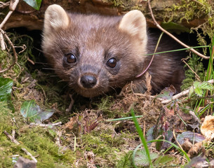 Pine Marten