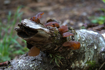 Wood Ear Mushroom in the forest. This mushroom is a wild edible that grows in the forest. Used in Asian Cuisine. 