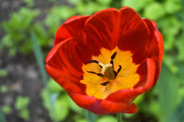 red and yellow tulips