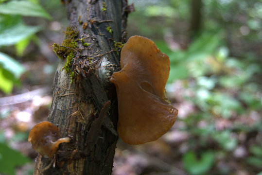 Wood Ear Mushroom in the forest. This mushroom is a wild edible that grows in the forest. Used in Asian Cuisine. 