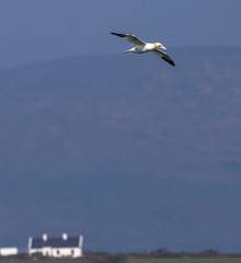 Gannets Flying