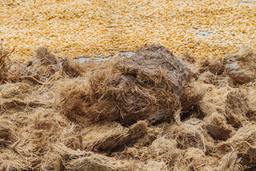 Luwak coffee, unclean coffee beans,  Kopi luwak is coffee that includes part-digested coffee cherries eaten and defecated by the Asian palm civet at coffee drying yard in Dalat, Vietnam.
