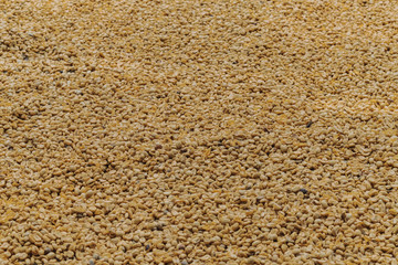 Luwak coffee, unclean coffee beans,  Kopi luwak is coffee that includes part-digested coffee cherries eaten and defecated by the Asian palm civet at coffee drying yard in Dalat, Vietnam.