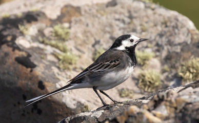 Pied Wagtail
