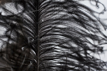  Fragment of an ostrich feather. black feather. black and white background. black ostrich feather